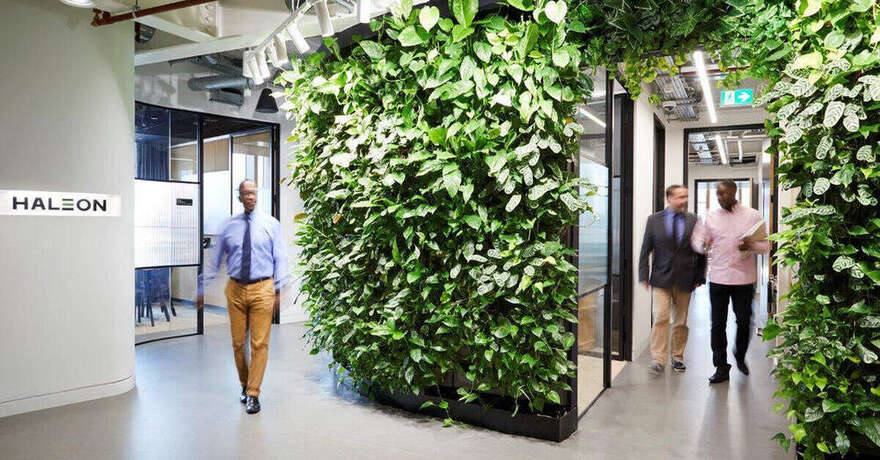 Haleon reception with full-height living green walls