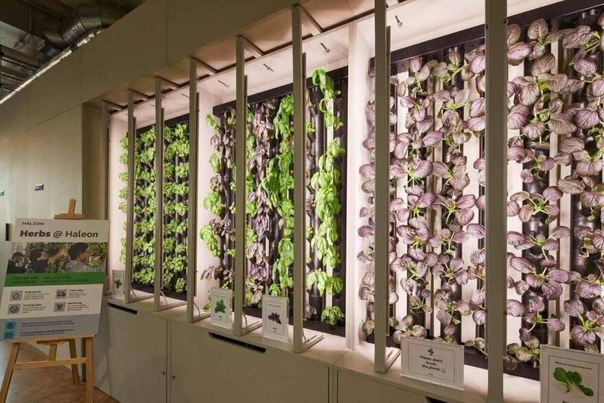Herbs at Haleon hydroponic growing wall with basil and mustard leaf